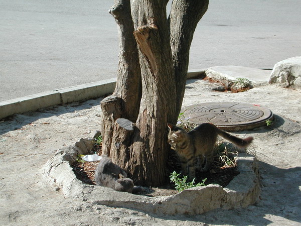 Кошки в Гурзуфе