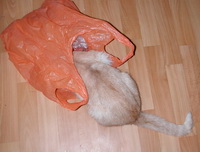 Кошка в пакете