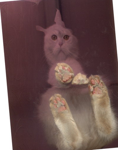 Кошка на сканере